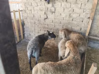 Ram, Rhon sheep — photo 7