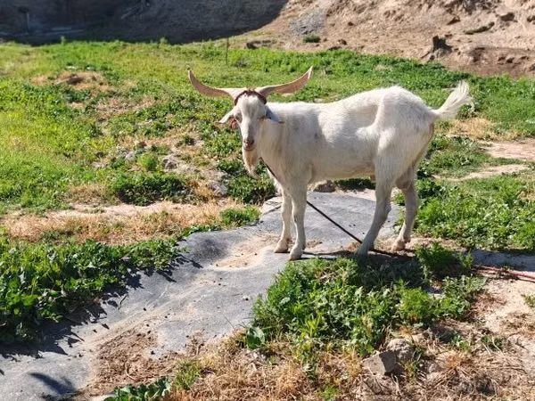 แพะตัวเมีย, Irish goat