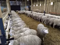 Juh, Kuibyshev sheep — 2. fotó