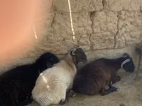 Ram, Sheep — photo 3