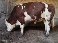 公牛, Simmental cattle — 照片 5