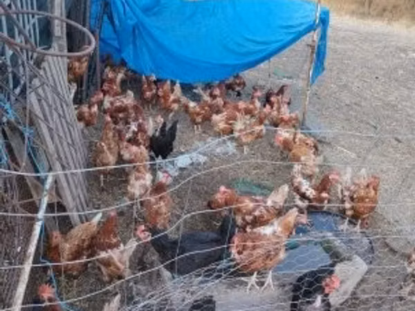Danish hen — Hangari
