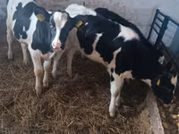 Cow, Russian Black pied cattle — photo 2