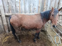 Merrie, Paarden — foto 4