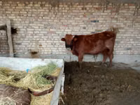 Dibi, Cattle — sawirka 5