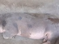 Порчин, Орхей — फ़ोटो 2