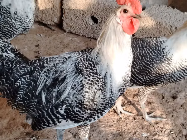 Chickens — ازبکستان