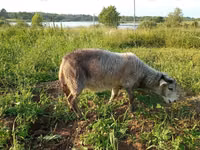 Capră, Kejobong goat — foto 4