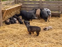 Scrofa — foto 2