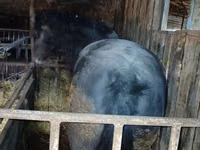 Horses (batch, sex not specified), Horses — photo 2
