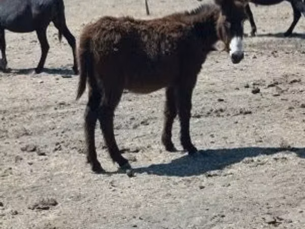 Horse (M), Horses