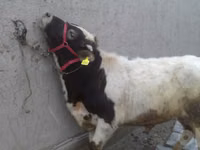 Bull, Cattle — photo 3