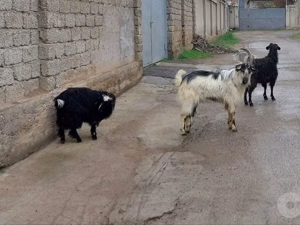 Goat, Goats — Uzbekistan