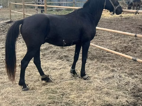 Horse (M), Horses — Kazakhstan