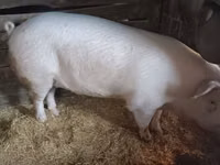 Boar, Pigs — photo 1