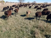 Sheep, Edilbay sheep — photo 6