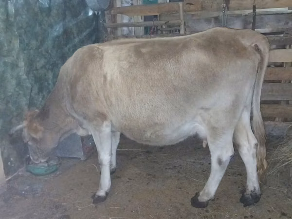 วัวตัวเมีย, Latvian Blue cattle