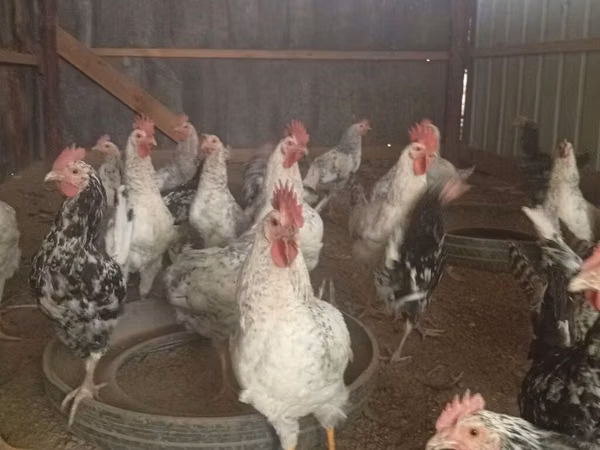 Chickens — Kyrgyzstan