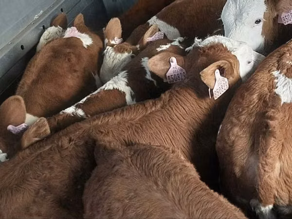วัวตัวผู้, Simmental cattle