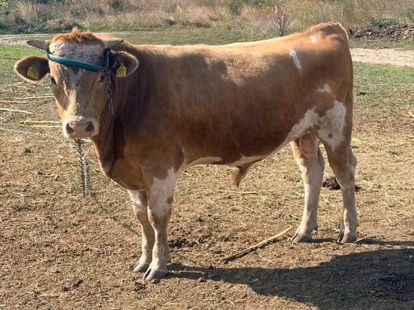 Bull, Simmental cattle — Moldova