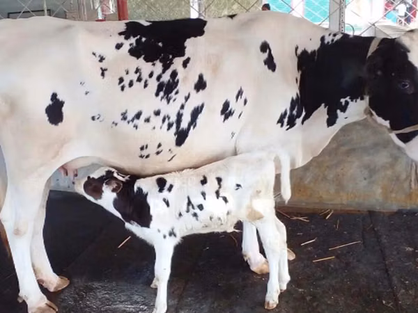 Cow, Holstein breed