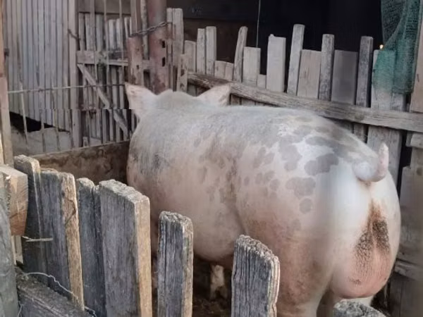 Vepar, Свиње