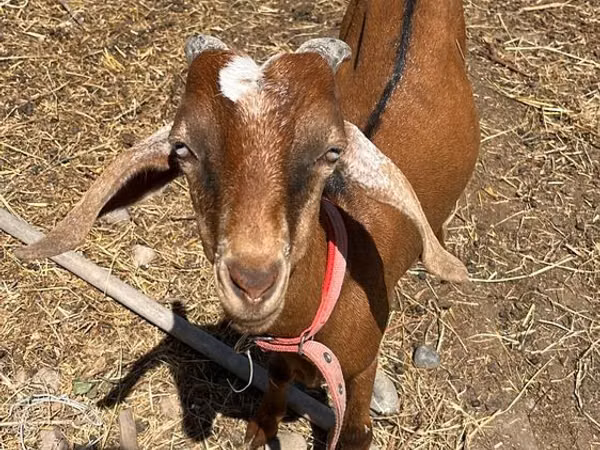 Billy Goat, Nubian Goat — Kazakhstan