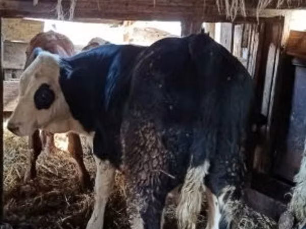 Bull, Holstein breed — Hungary