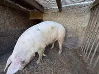 Boar, Pigs — photo 2