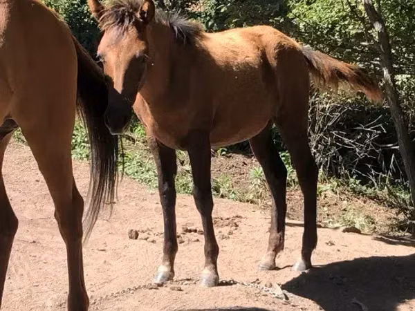 Mare, Horses — Armenia