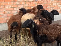 Ram, Sheep — photo 3