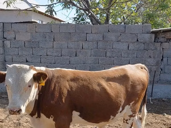 Bull, Swiss cattle — Kazakhstan