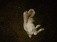 میش, گوسفند — عکس 2