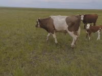 公牛, Russian Black pied cattle — 照片 4