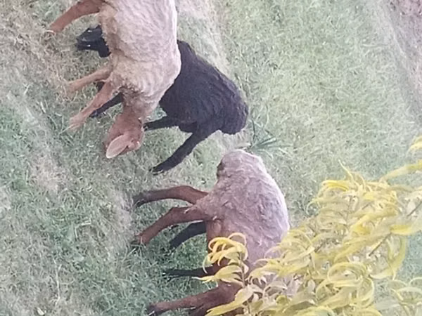 Ram, Sheep — Uzbekistan