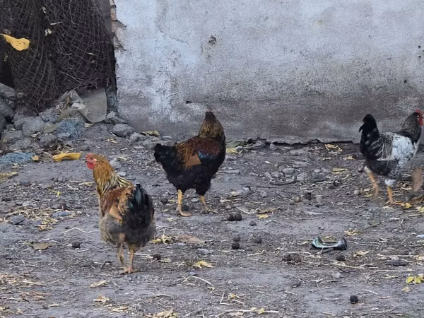 Chickens