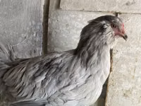 آمراکانا — عکس 3