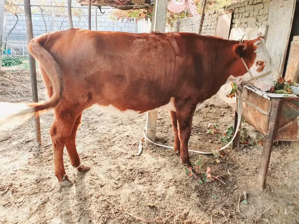 황소, Simmental cattle