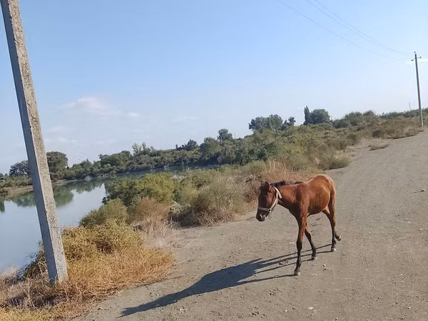 اسب نر, Azerbaijan horse