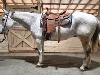 Koń, Quarter Horse — zdjęcie 1