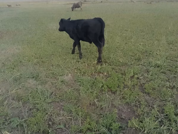 Cow, Aberdeen-Angus — Kazakhstan