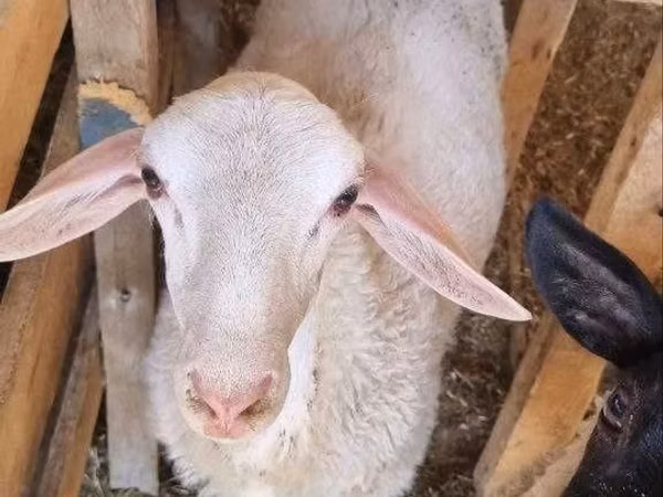 Ram, Romanov sheep — Uzbekistan