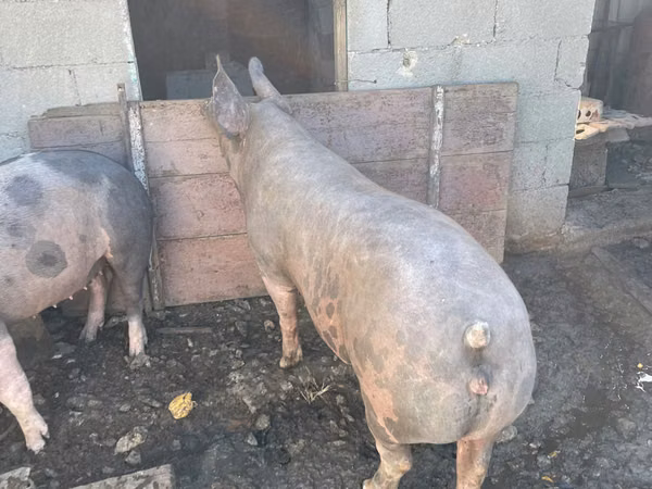 Boar, Pigs — Moldova