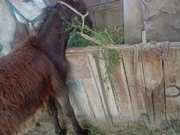 Horse (M), Horses — Kyrgyzstan