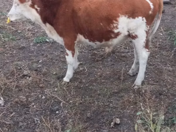 Bull, Simmental cattle — Kazakhstan