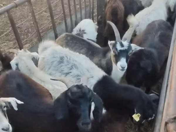 Cabra, Cabras