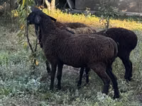 Ovce, Romanov sheep — foto 2