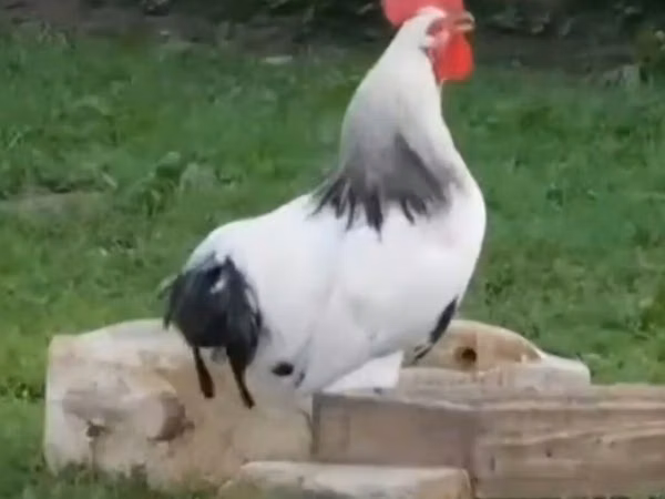 Chickens — Kyrgyzstan