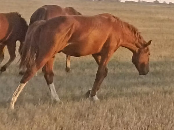 Horse (M), Russian Don — Kazakhstan