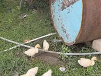 Geese — 2 зураг